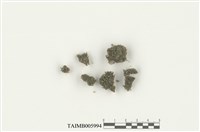 藏品(管口蘚屬)的圖片